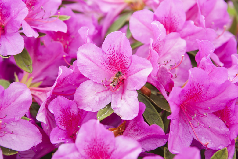 blooming pink azalea and honeybee