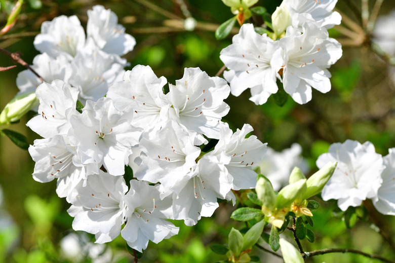 White Azalea Blossoms