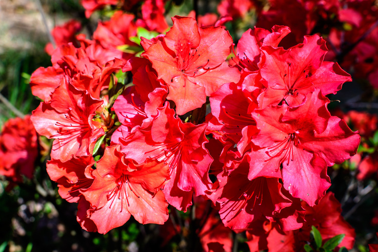 Bush of delicate vivid red flowers of azalea plant in a sunny spring Japanese garden