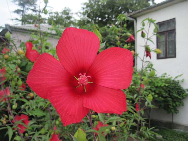 A close-up of a magnificent, red swamp hibiscus (Hibiscus coccineus) growing near a house.