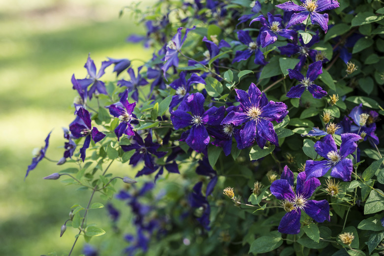 Clematis Vine