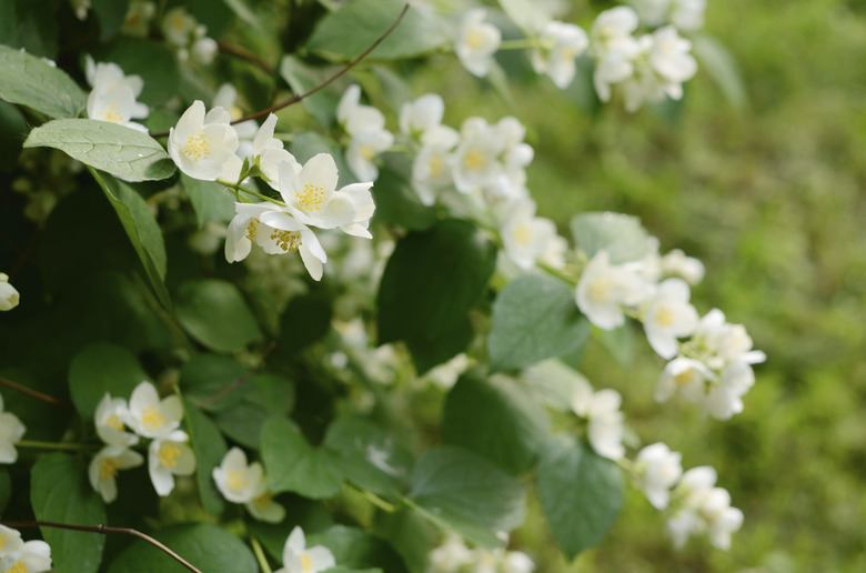 Blooming jasmin bush with tender white flowers