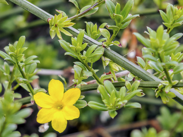 Jasminum Nudiflorum