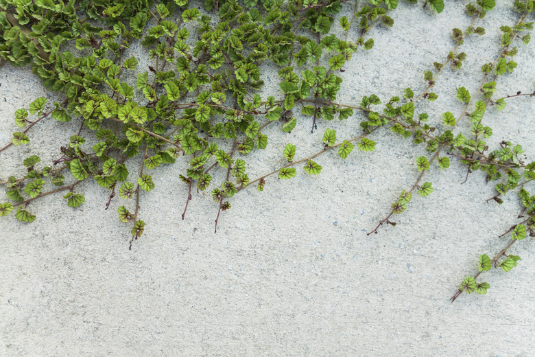 Green Creeper Plant on  wall texture