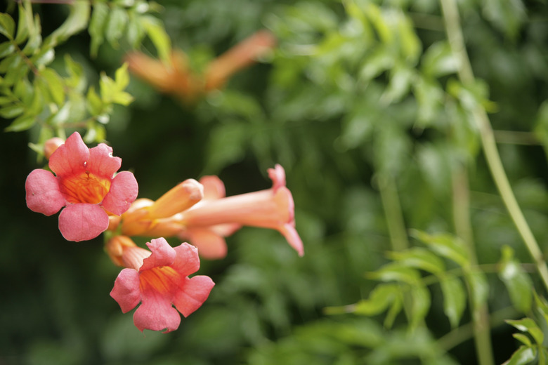 Trumpet creeper