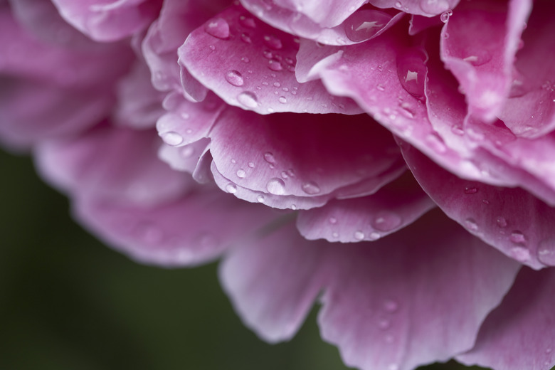 Pink peony