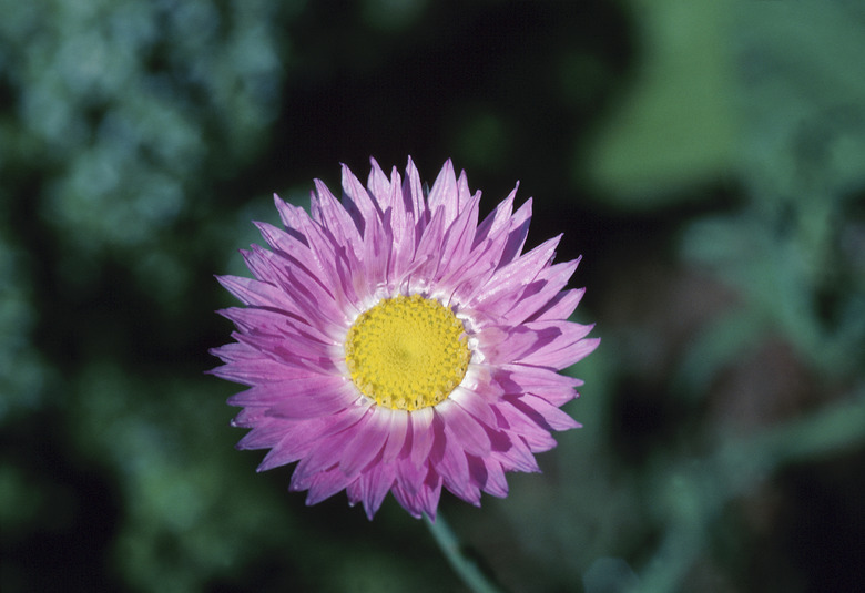 Chrysanthemum flower