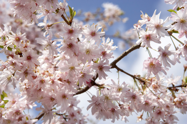 Blossoms on branch