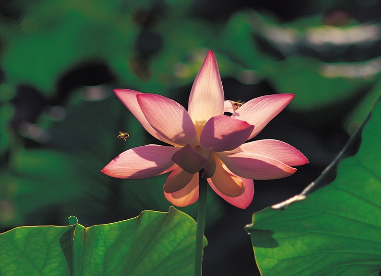 Lotus bloom