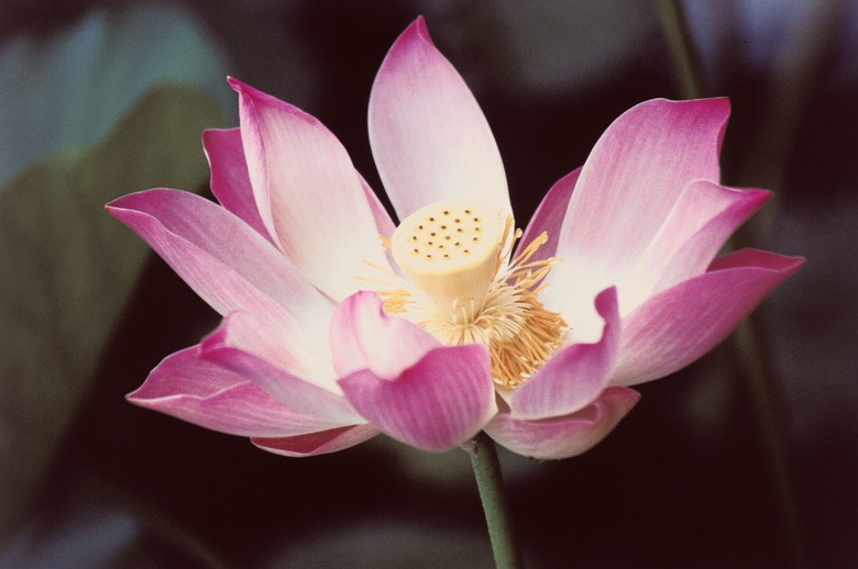 Lotus flower