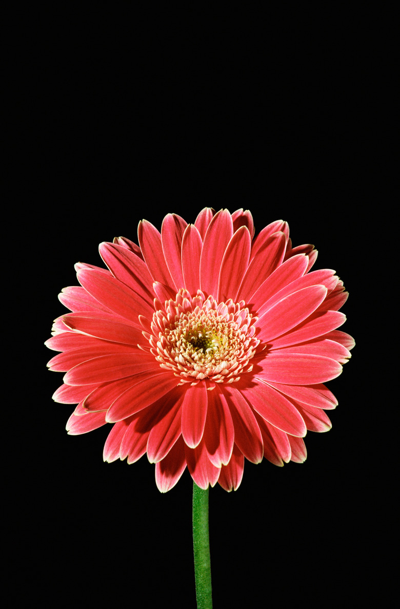 Studio shot of red chrysanthemum flower