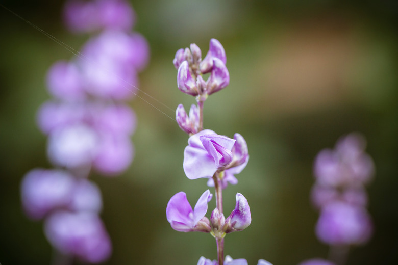 Hyacinth Bean flower