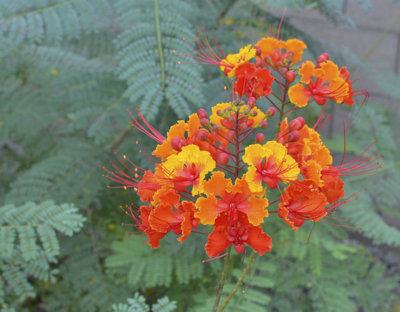 Red Bird of Paradise