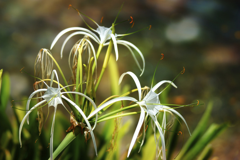 White spider lily flower -Hymenocallis littoralis, bokeh background