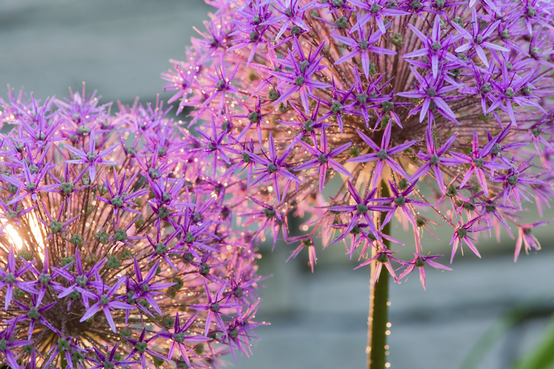 Martyn or blood lily bulb