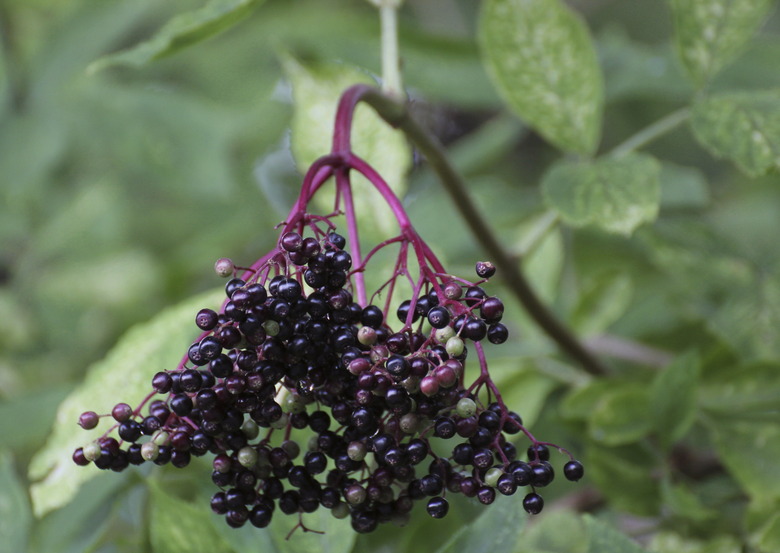 Kinds Of Berry Trees