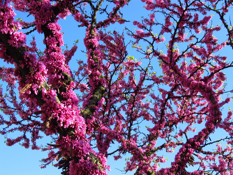 Cercis tree