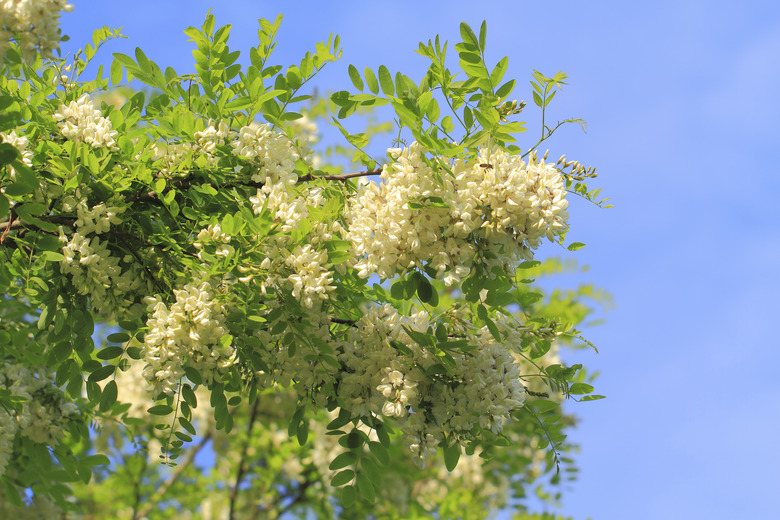 Locust blossom