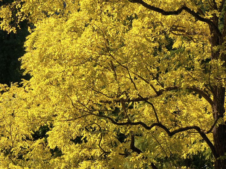 Golden Locust Tree