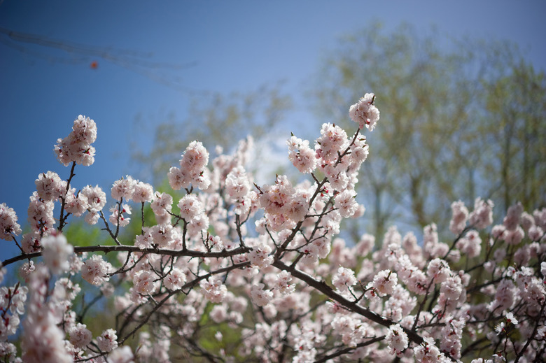 Apricot blossom in Pakistan