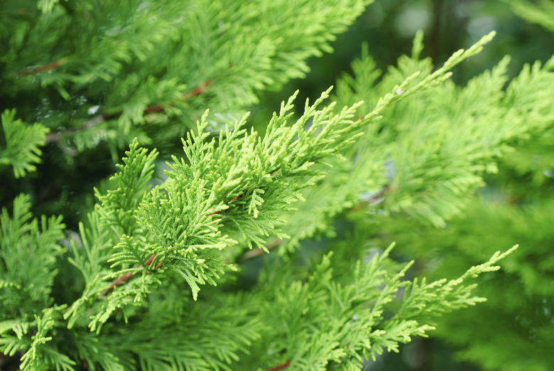 branch cupressocyparis Leylandii green background