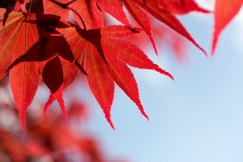 A close-up of some red maple leaves against the backdrop of a light blue sky.