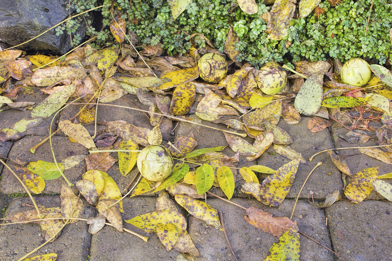 Pavers covered with fallen leaves and fruits