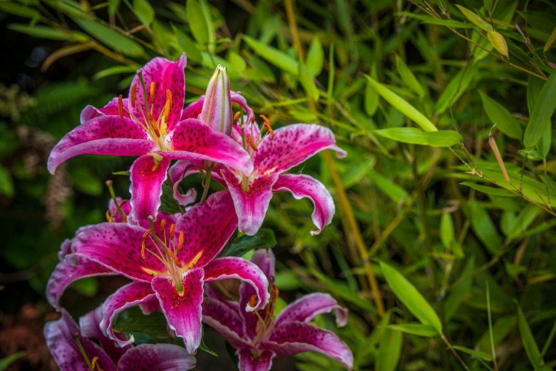 A close-up of a pink, black, yellow and white stargazer lily (Lilium orientalis 'Stargazer') flower.