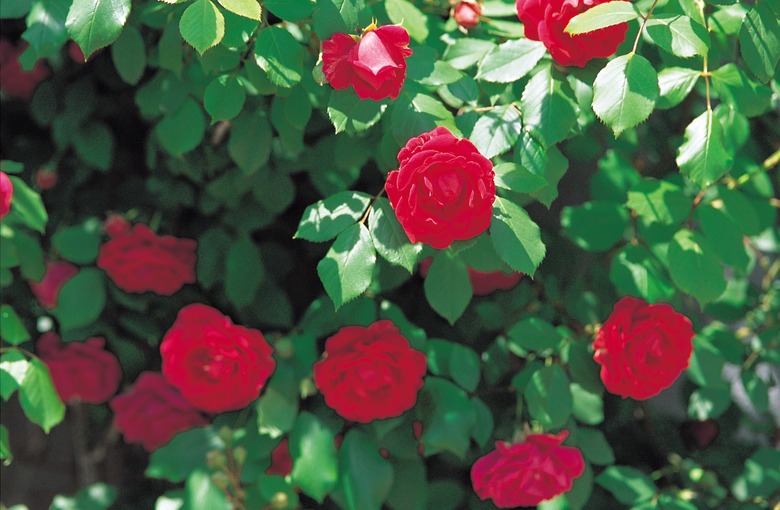 Cultivated red roses in bloom outdoors