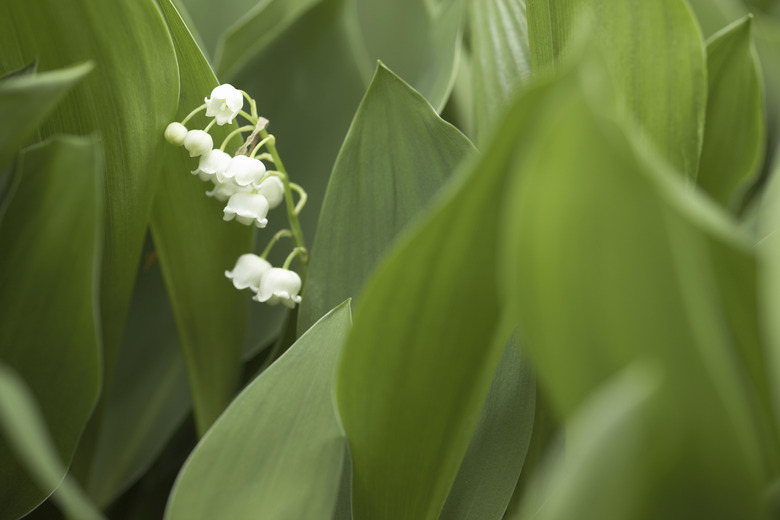 Lily of the valley