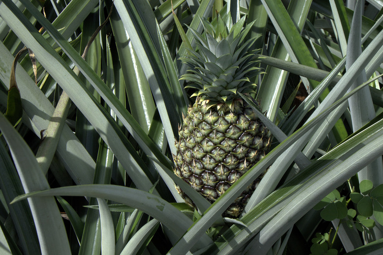 A not-fully-ripe pineapple waiting to eventually be picked.