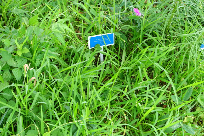 St. Augustine grass (Stenotaphrum secundatum) growing at the Urban Greening Botanical Garden in Tokyo, Japan.