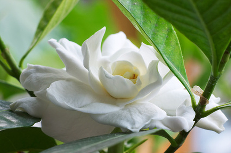 A lovely white gardenia (Gardenia jasminoides) flower in full bloom.