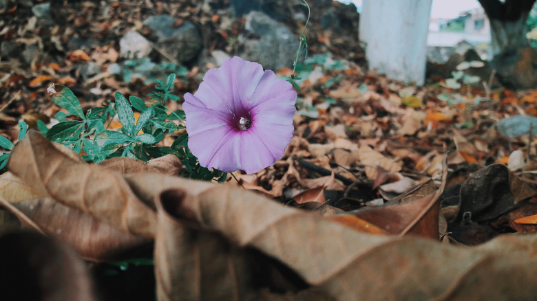 A close-up of a lilac-colored petunia flower growing amidst dried up leaves.