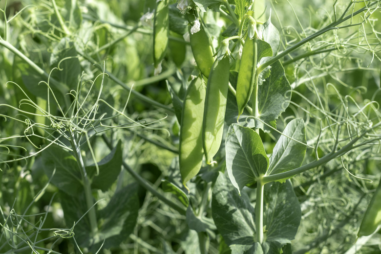 Young pea pods growing on a pea plant.