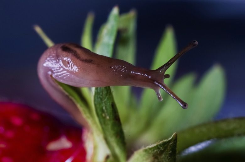 slug on a strawberry