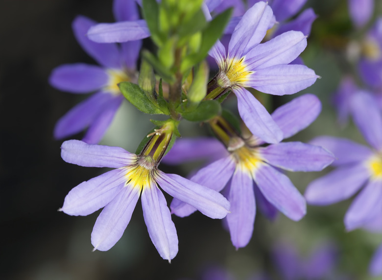 Fairy fan-flower, Scaevola aemula