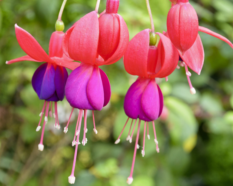 Lady's Eardrops ( Fuchsia )