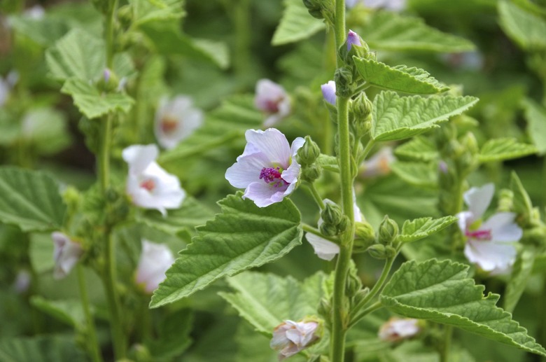 A close-up of some common marsh mallow (Althaea officinalis) plants with white and pink flowers.