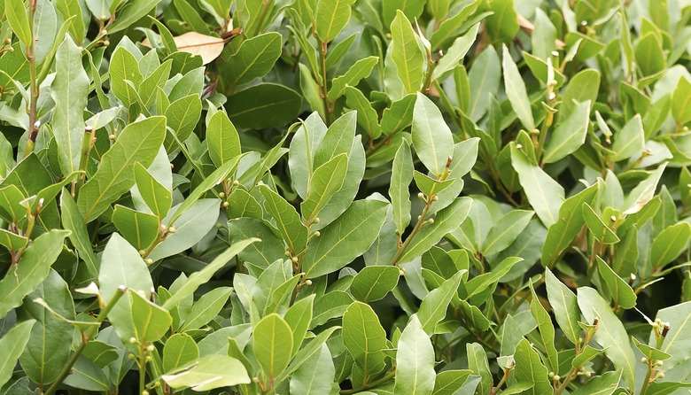 Laurel bush hedge growing in a spring garden