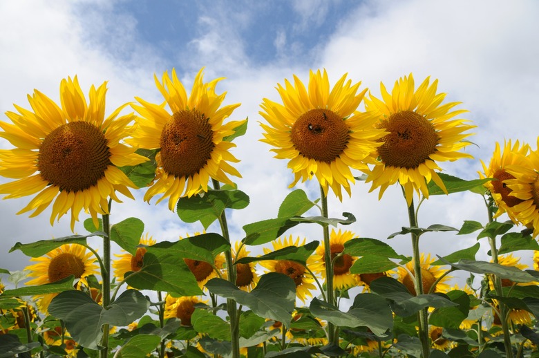 Row of bright Sunflowers, Helianthus annuus