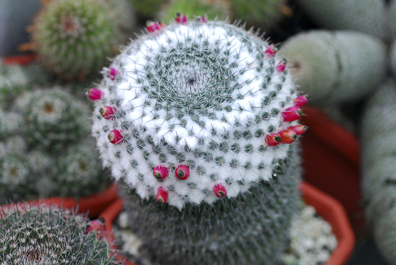 Cactus in a cube