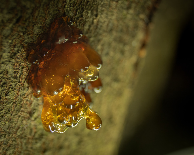 A close-up of some sap from an acacia tree.