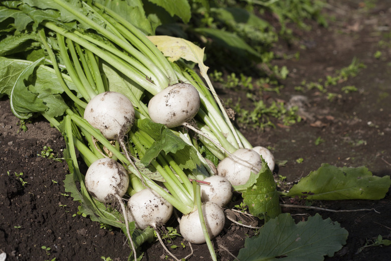 White turnips