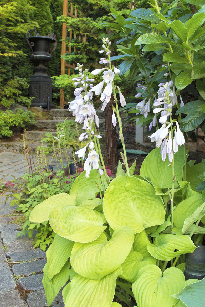 Hostas in Bloom Along Garden Path