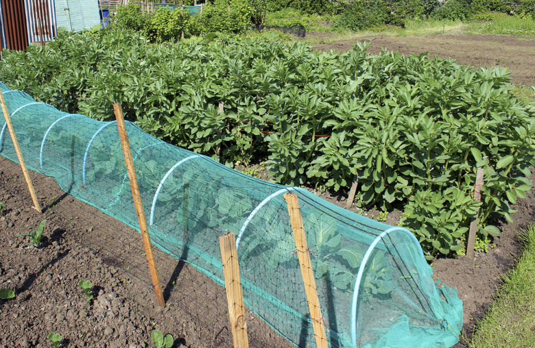 Allotment vegetable garden with broad beans, cabbages and cloche netting