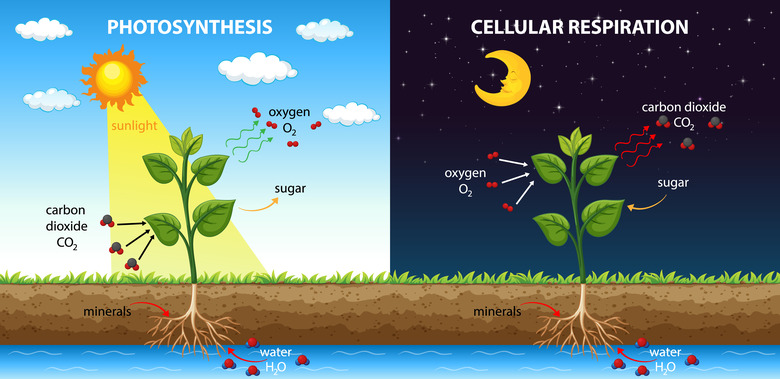 A diagram showing cellular respiration and photosynthesis.