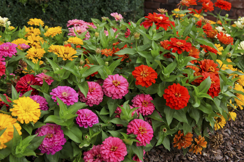 Garden of Zinnias