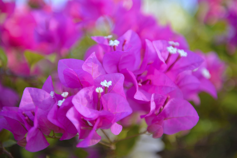 Bougainvillea flower