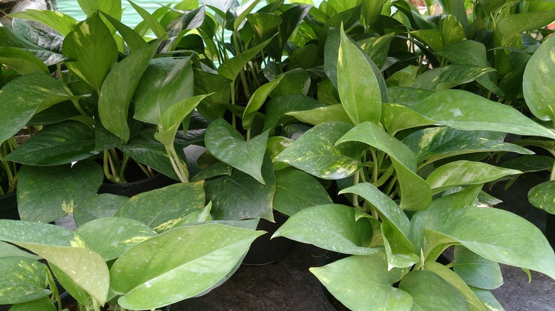 A level shot of a handful of golden pothos (Epipremnum aureum) plants bunched together.